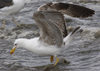 3cy graellsii LBBG in June, ringed in the Netherlands. (135385 bytes)