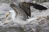 3cy graellsii LBBG in June, ringed in the Netherlands. (135385 bytes)