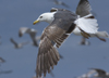 3cy graellsii LBBG in June, ringed in the Netherlands. (135385 bytes)