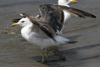 3cy graellsii LBBG in June, ringed in the Netherlands. (135385 bytes)