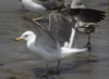 3cy graellsii LBBG in June, ringed in the Netherlands. (135385 bytes)