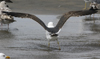 3cy graellsii LBBG in June, ringed in the Netherlands. (135385 bytes)