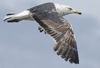 3cy graellsii LBBG in June, ringed in the Netherlands. (135385 bytes)