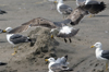 3cy graellsii LBBG in June, ringed in the Netherlands. (135385 bytes)
