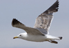 3cy graellsii LBBG in June, ringed in the Netherlands. (135385 bytes)