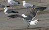 3cy graellsii LBBG in June, ringed in the Netherlands. (135385 bytes)