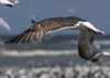 3cy graellsii LBBG in June, ringed in the Netherlands. (135385 bytes)