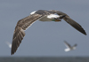 3cy graellsii LBBG in June, ringed in the Netherlands. (135385 bytes)