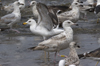 3cy graellsii LBBG in June, ringed in the Netherlands. (135385 bytes)