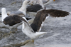 3cy graellsii LBBG in June, ringed in the Netherlands. (135385 bytes)