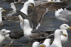 3cy graellsii LBBG in June, ringed in the Netherlands. (135385 bytes)