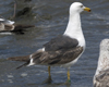 3cy graellsii LBBG in June, ringed in the Netherlands. (135385 bytes)