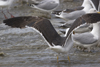 3cy graellsii LBBG in June, ringed in the Netherlands. (135385 bytes)