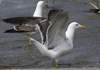 3cy graellsii LBBG in June, ringed in the Netherlands. (135385 bytes)