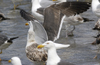3cy graellsii LBBG in June, ringed in the Netherlands. (135385 bytes)