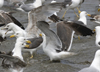 3cy graellsii LBBG in June, ringed in the Netherlands. (135385 bytes)