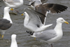 3cy graellsii LBBG in June, ringed in the Netherlands. (135385 bytes)