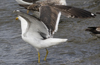 3cy graellsii LBBG in June, ringed in the Netherlands. (135385 bytes)