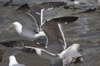 3cy graellsii LBBG in June, ringed in the Netherlands. (135385 bytes)