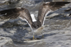 3cy graellsii LBBG in June, ringed in the Netherlands. (135385 bytes)
