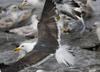 3cy graellsii LBBG in June, ringed in the Netherlands. (135385 bytes)