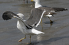 3cy graellsii LBBG in June, ringed in the Netherlands. (135385 bytes)