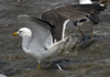 3cy graellsii LBBG in June, ringed in the Netherlands. (135385 bytes)