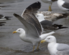 3cy graellsii LBBG in June, ringed in the Netherlands. (135385 bytes)