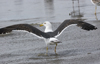 3cy graellsii LBBG in June, ringed in the Netherlands. (135385 bytes)