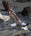 3cy graellsii LBBG in June, ringed in the Netherlands. (135385 bytes)