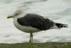 ad LBBG in winter, ringed in the Netherlands. (62476 bytes)