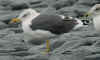 ad intermedius LBBG in winter, ringed in Norway. (55828 bytes)