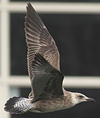 juvenile LBBG, ringed in the Netherlands.