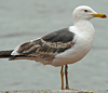 3cy LBBG graellsii in July, ringed in the Netherlands. (142178 bytes)