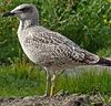 2cy intermedius in October, ringed in Norway. (97235 bytes)