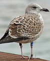 juvenile LBBG in October, ringed in Norway. (131273 bytes)