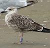 juvenile LBBG in September, ringed in Norway. (110895 bytes)