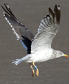 adult LBBG intermedius in September, ringed in Norway. (95609 bytes)
