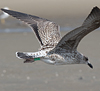 ad LBBG in August, ringed in Norway. (87905 bytes)