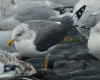 ad LBBG in winter, ringed in the Netherlands. (69413 bytes)