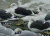 ad intermedius LBBG in winter, ringed in Norway. (67394 bytes)