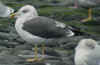ad intermedius LBBG in winter, ringed in Norway. (72844 bytes)