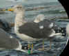 ad LBBG in winter, ringed in the Netherlands. (68605 bytes)