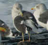 ad intermedius LBBG in winter, ringed in Norway. (54995 bytes)