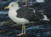 ad intermedius LBBG in winter, ringed in Norway. (63063 bytes)