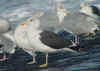 ad intermedius LBBG in winter, ringed in Norway. (81610 bytes)