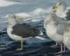 ad LBBG in winter, ringed in the Netherlands. (82801 bytes)