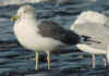 ad LBBG in winter, ringed in Belgium. (72874 bytes)