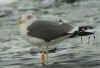 ad LBBG in winter, ringed in the Netherlands. (93562 bytes)