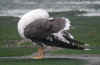 ad intermedius LBBG in winter, ringed in Denmark. (114691 bytes)